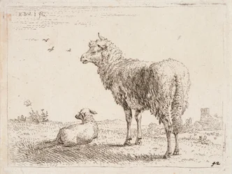 Pecora con agnello