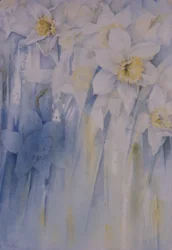 Narcisi
