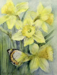 Farfalla Delias Mysis (Union Jack) su narcisi