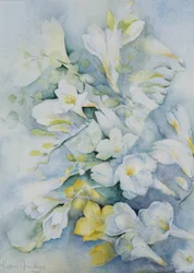 Freesia Eldus, bianco gigante