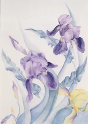 Iris, Mare blu
