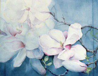 Magnolia Soulangeana (orizzontale)