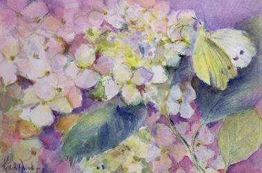 Farfalla gialla pallida, Colias Hyale su ortensia