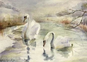 Cigni in inverno
