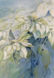 Stella di Natale bianca (verticale)