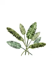 Foglie tropicali dai colori vivaci