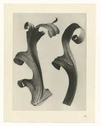 Studi di piante