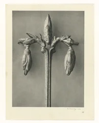 Studi di piante (serie Urformen der Kunst: immagini fotografiche di piante)