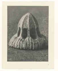 Studi di piante (serie Urformen der Kunst: immagini fotografiche di piante)