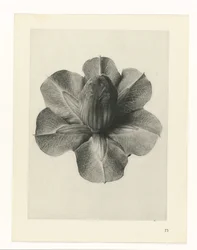 Studi di piante (serie Urformen der Kunst: immagini fotografiche di piante)