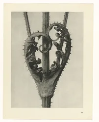 Studi di piante (serie Urformen der Kunst: immagini fotografiche di piante)