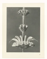 Studio di piante