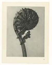 Studio di piante
