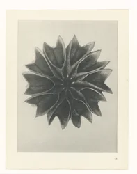 Studio di piante