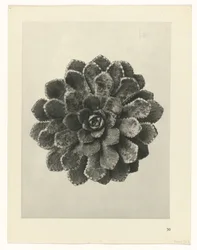 Studio di piante