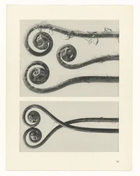 Studio di piante