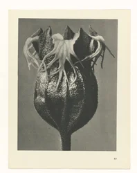 Studio di piante