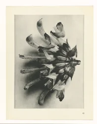 Studio di piante