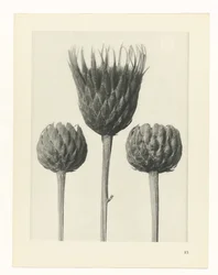 Studio di piante