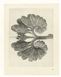 Studio di piante