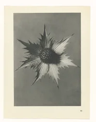 Studio di piante