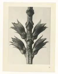 Studio di piante (serie Urformen der Kunst)