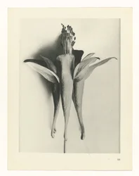 Studio di piante (serie Urformen der Kunst)