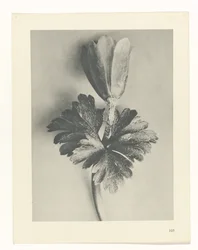 Studio di piante (serie Urformen der Kunst)