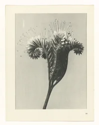 Studio di piante (serie Urformen der Kunst)