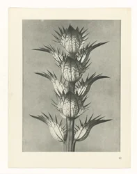 Studio di piante (serie Urformen der Kunst)