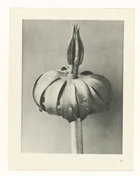 Studio di piante (serie Urformen der Kunst)