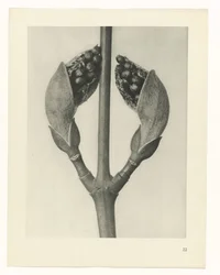 Studio di piante (serie Urformen der Kunst)