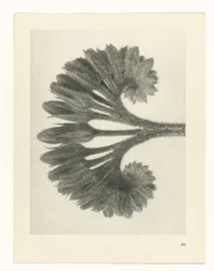 Studio di piante (serie Urformen der Kunst)