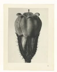 Studio di piante (serie Urformen der Kunst)