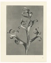 Studio di piante (serie Urformen der Kunst)