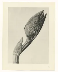 Studio di piante (serie Urformen der Kunst)