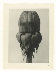 Studio di piante (serie Urformen der Kunst)