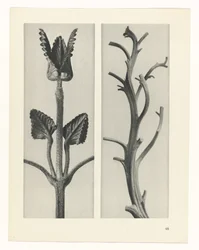 Studio di piante (serie Urformen der Kunst)