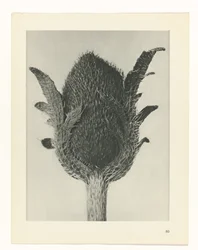 Studio di piante (serie Urformen der Kunst)