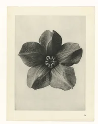 Studio di piante (serie Urformen der Kunst)