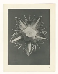 Studio di piante (serie Urformen der Kunst)