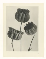 Studio di piante - Forme originarie dell