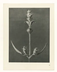 Studio di piante (serie Urformen der Kunst)