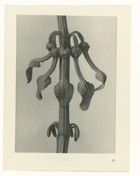 Studio di piante (serie Urformen der Kunst)
