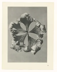 Studio di piante (serie Urformen der Kunst)