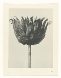 Studio di piante (serie Urformen der Kunst)