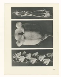 Studio di piante (serie Urformen der Kunst)