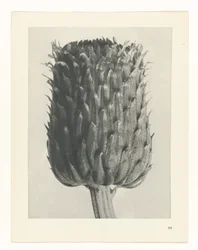 Studio di piante (serie Urformen der Kunst)