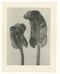 Studio di piante (serie Urformen der Kunst)
