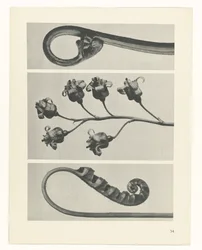 Studio di piante (serie Urformen der Kunst)